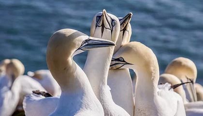 《暗黑破坏神4》圣骑士新手玩家必知要点