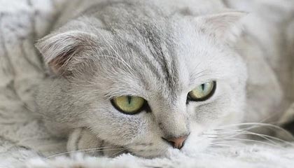 《空洞骑士：丝之歌》DLC将于2026年推出