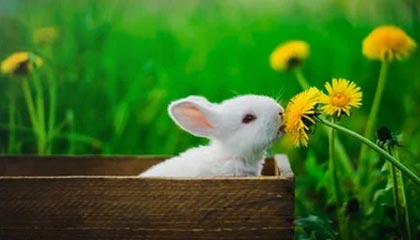 《使命召唤》2026或将打破近年传统,动视重大调整引发变革